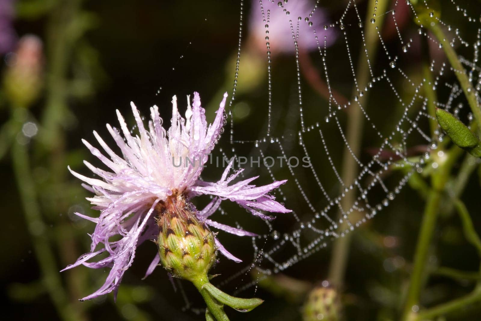 Cornflower with net