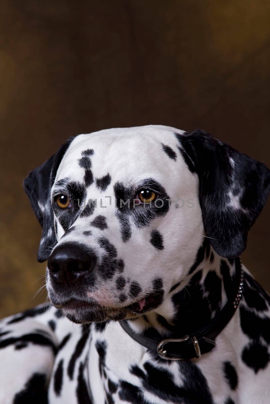 Dalmatian
