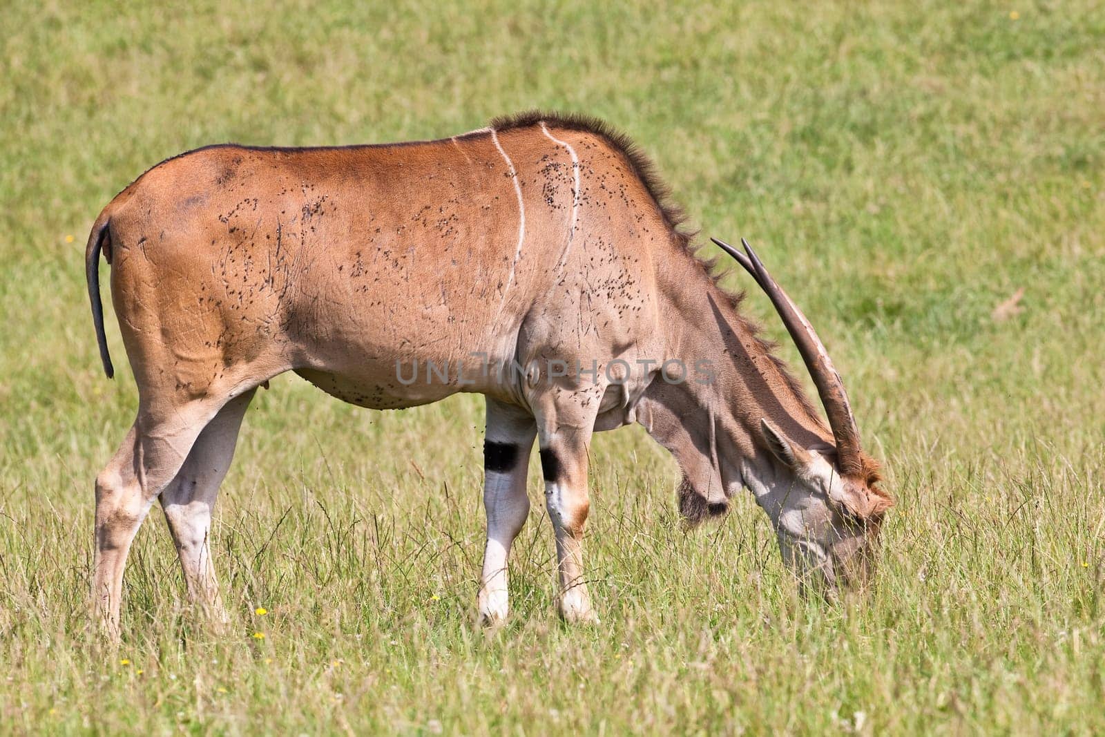Eland - Taurotragus