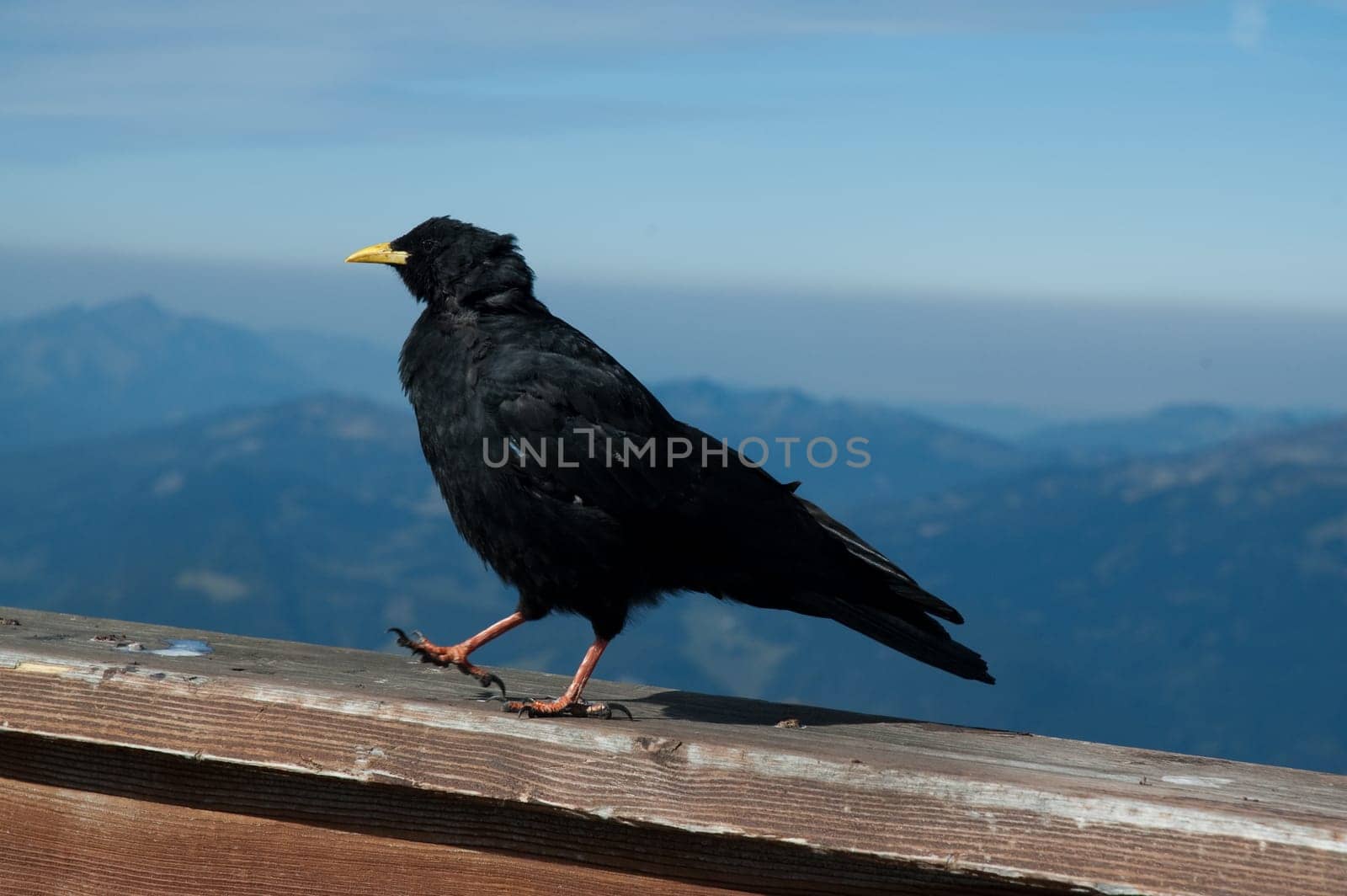 Running Alpine Chough (Bird)
