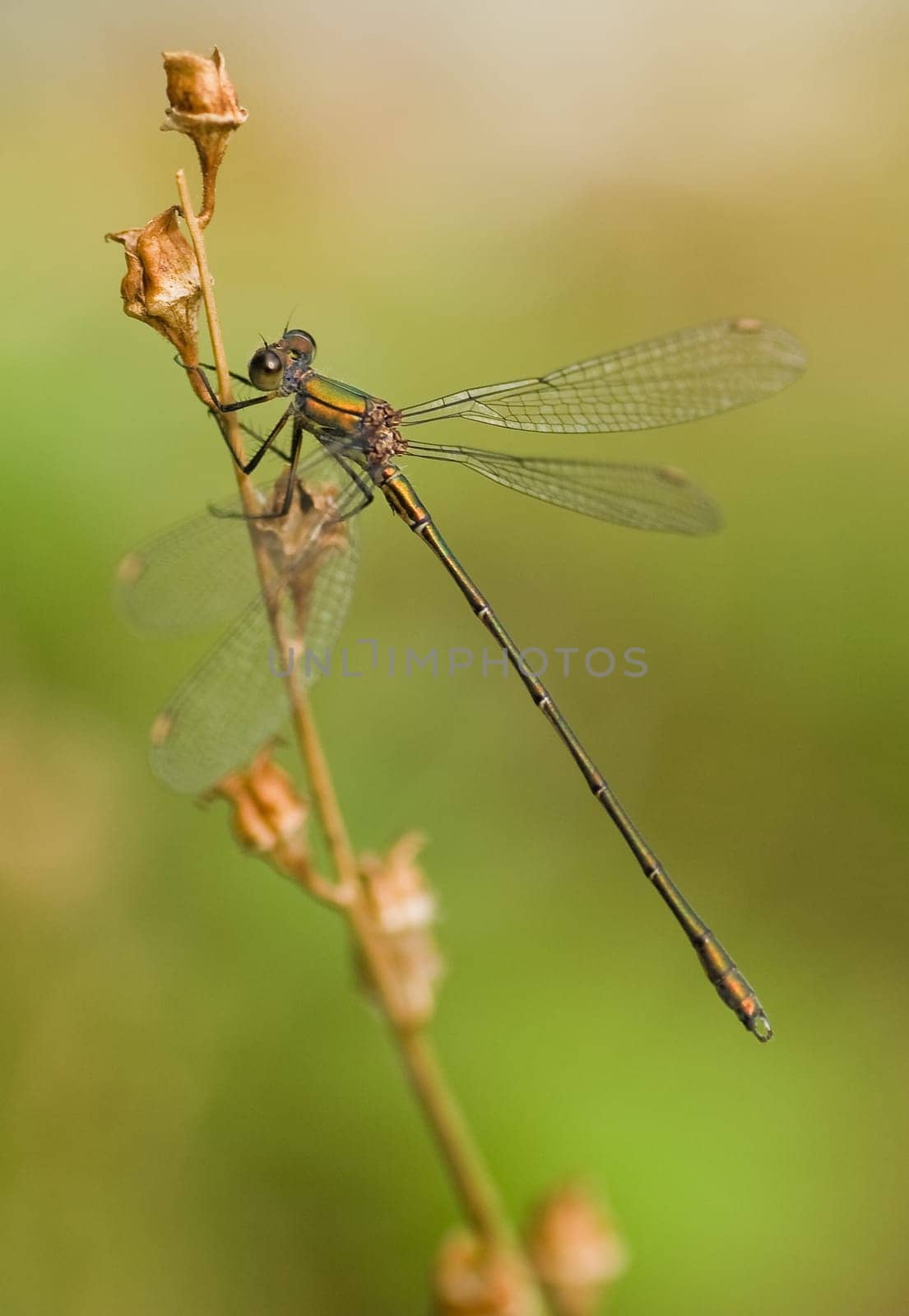 Green emerald damselfly