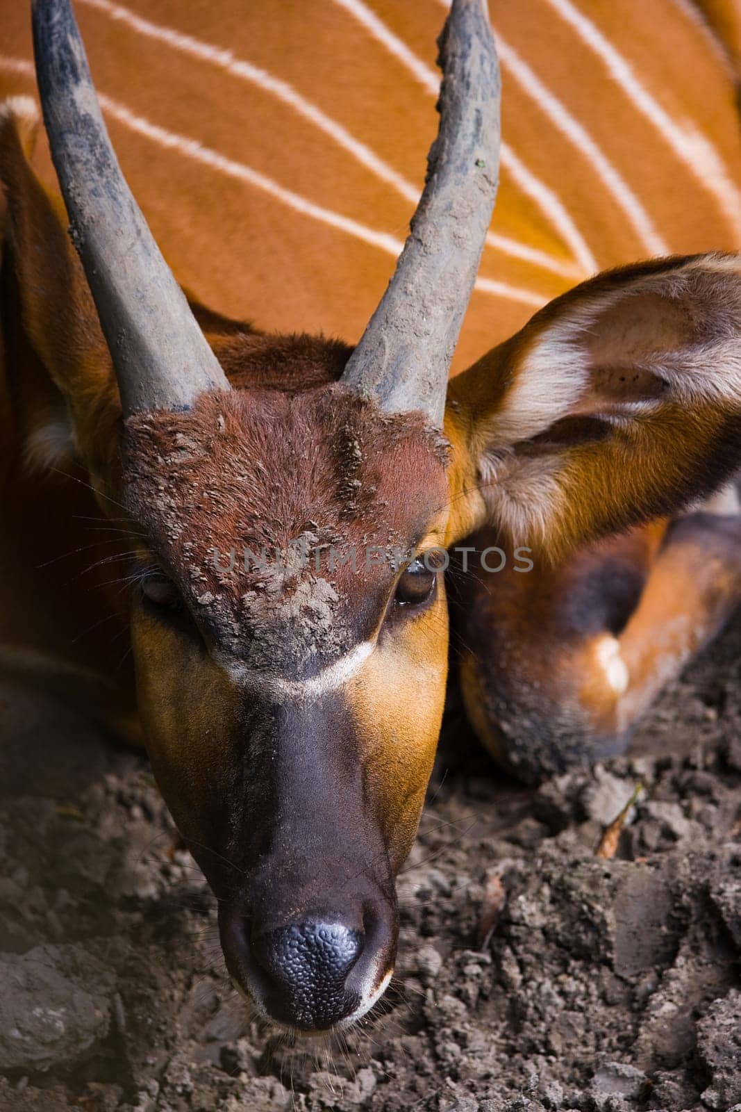 Bongo antelope resting and looking up
