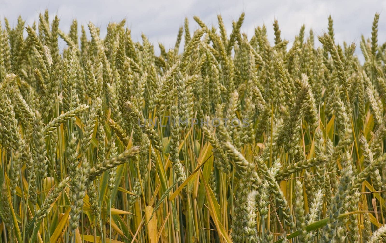 Riping grain