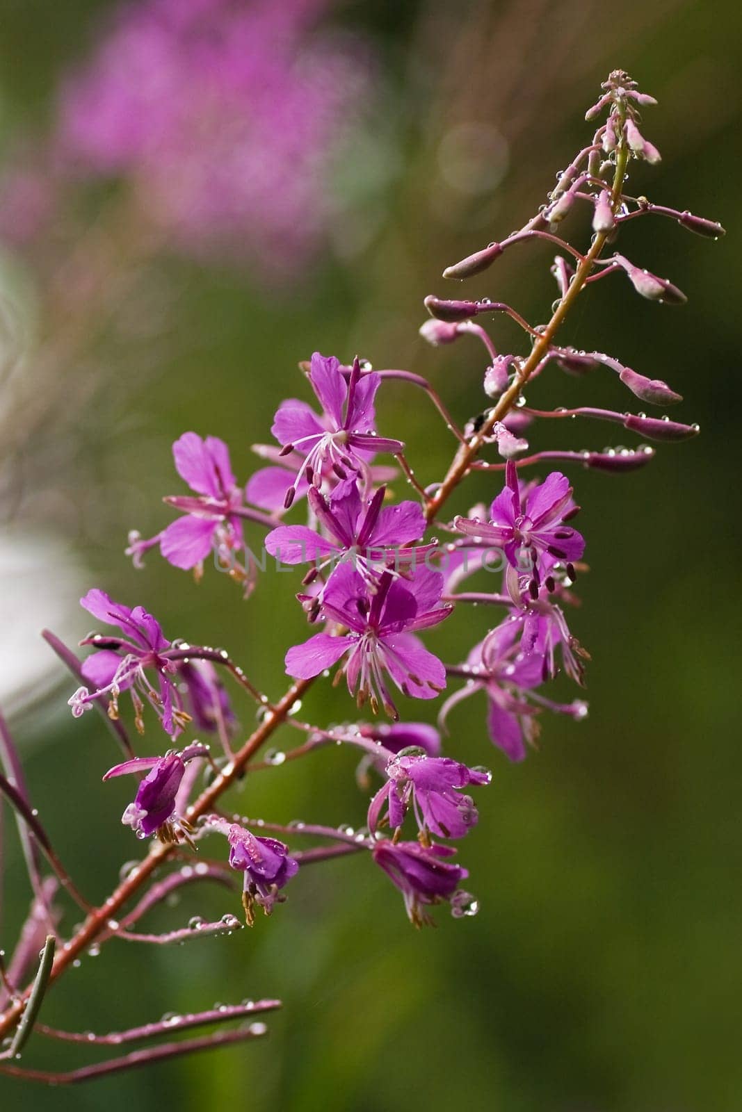 Fireweed in the rain in summer