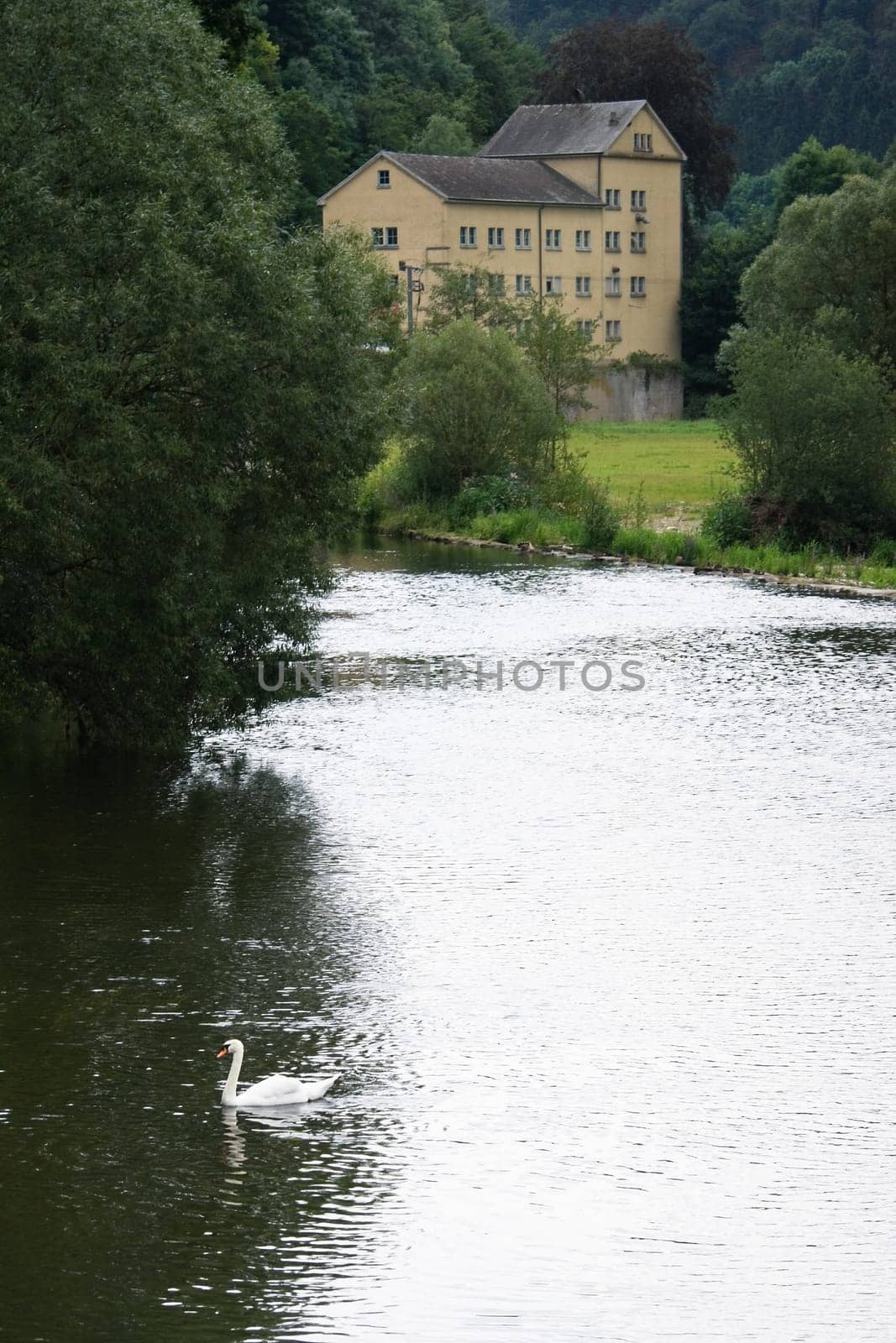 View on river with swan and house