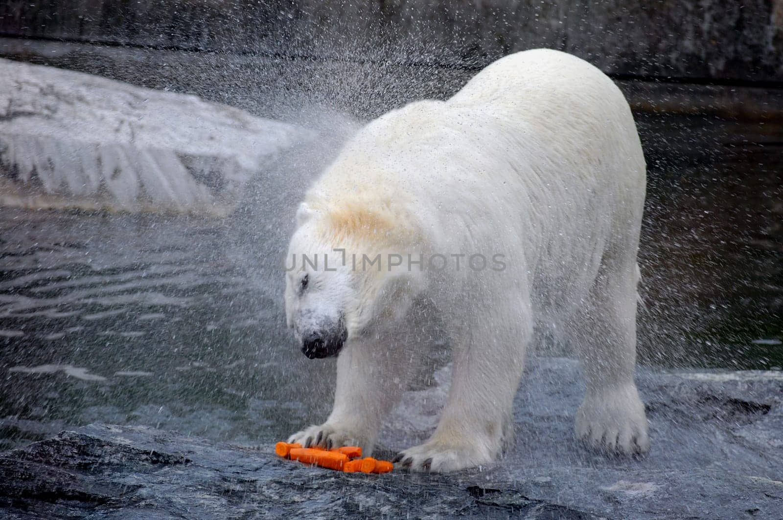 Polar bear