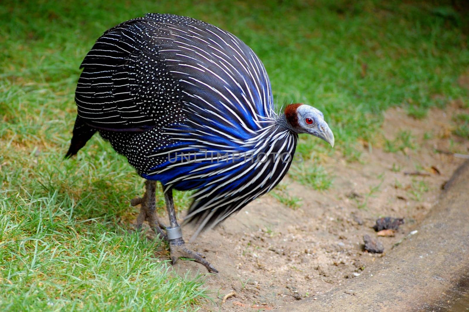 Vulture guinea fowl