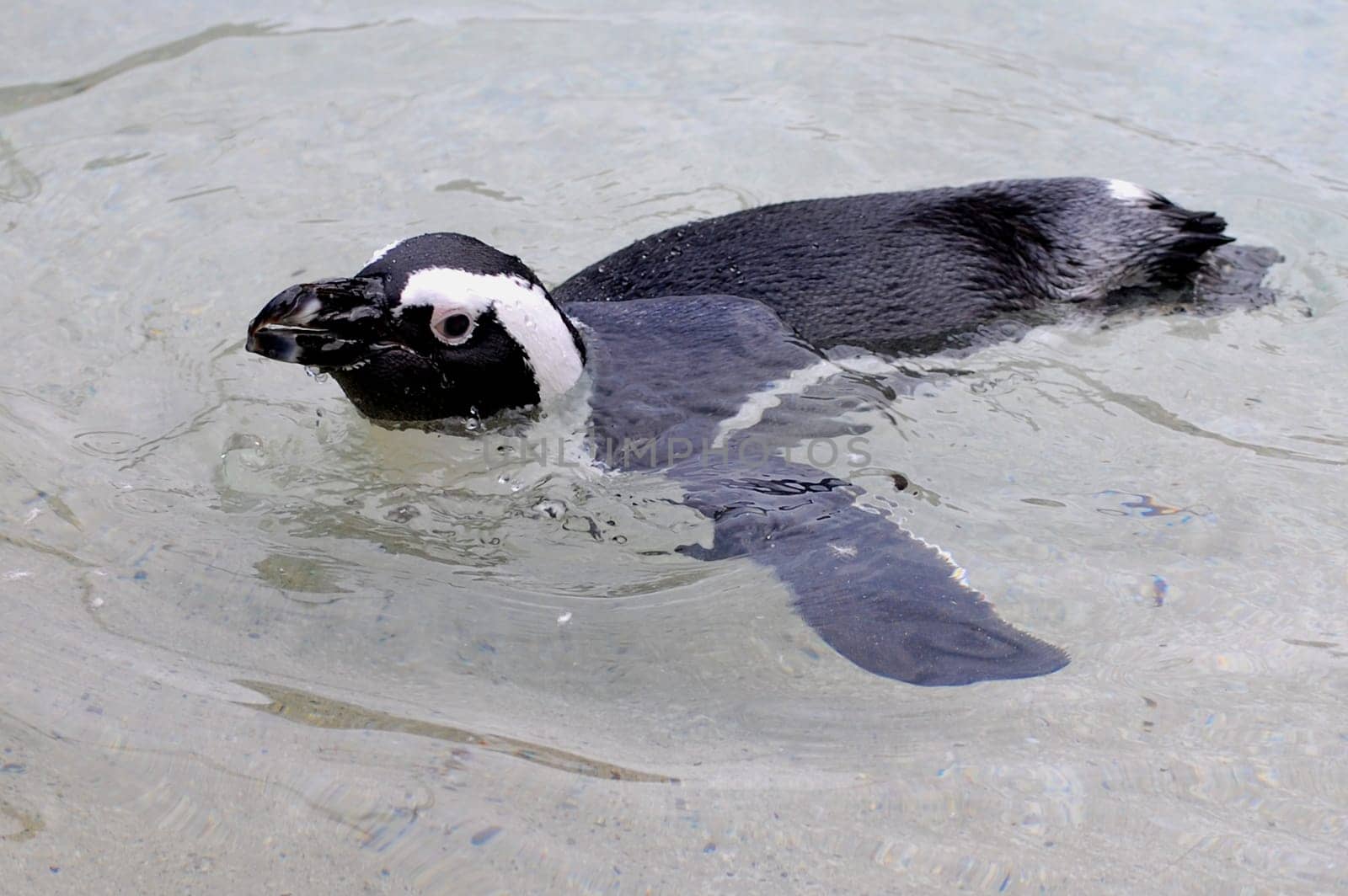 Jackass penguin