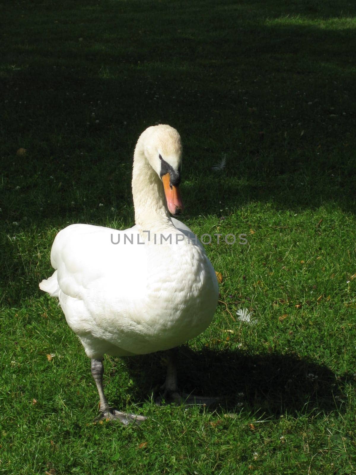Swan