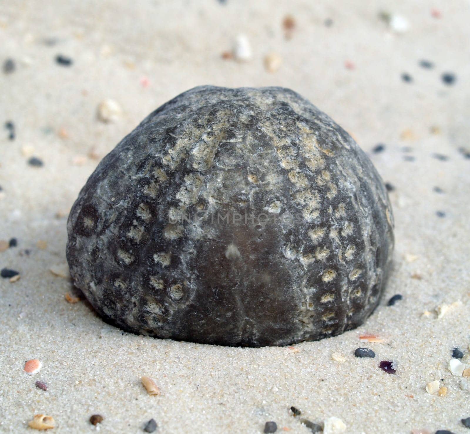 fossil