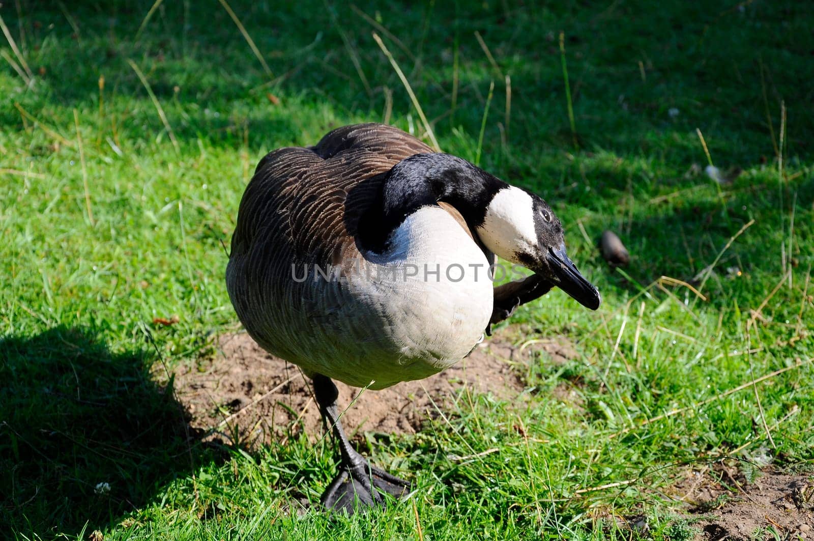 Canada Geese - Branta canadensis