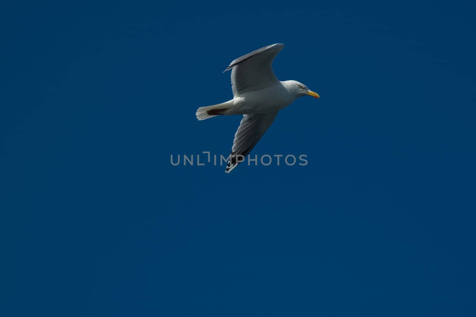 Flying Seagull (Seagull)
