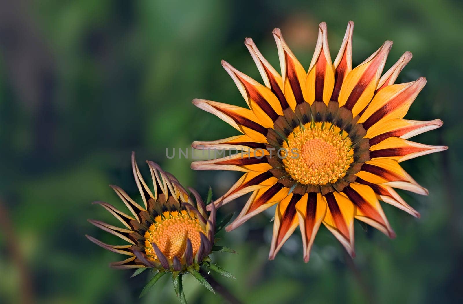 Gazania the Ice Flower