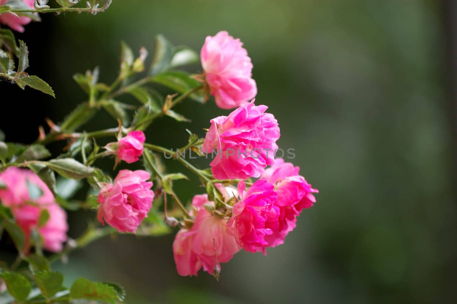 bunch of pink roses
