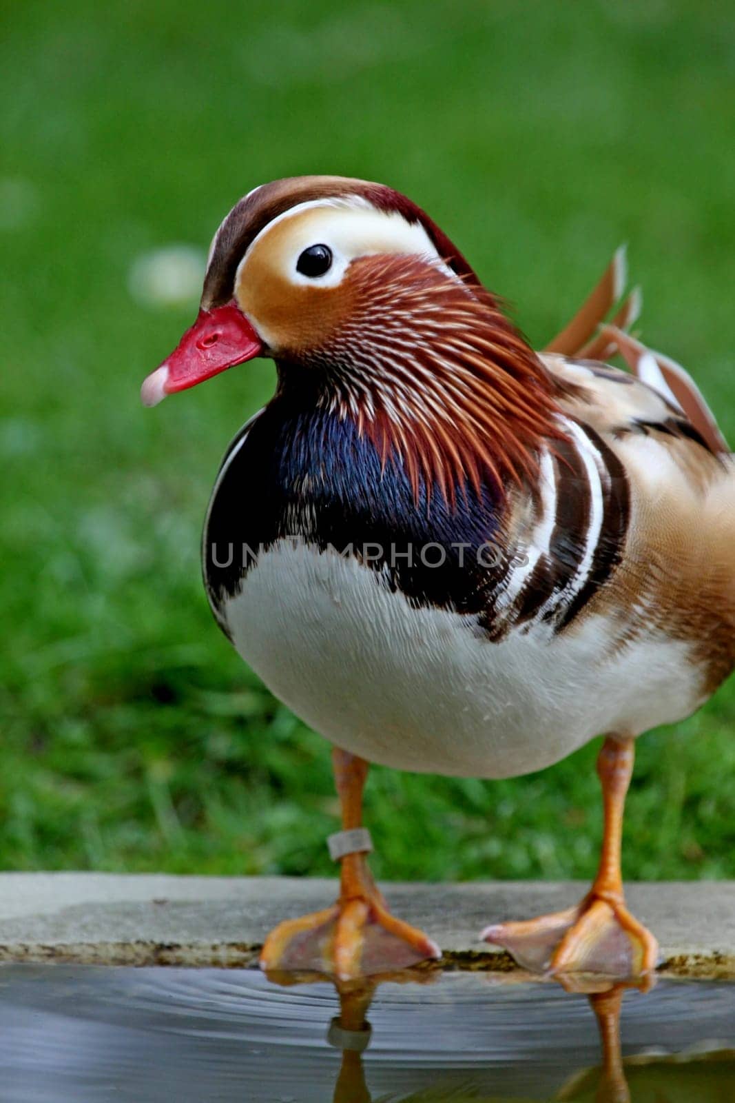 Mandarin duck