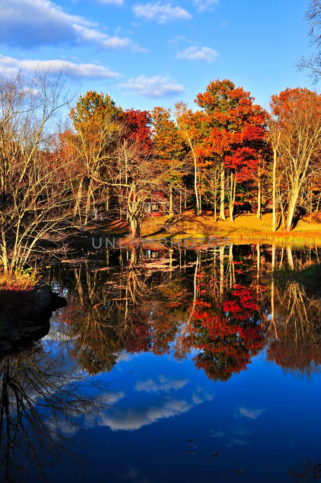 Fall forest reflections