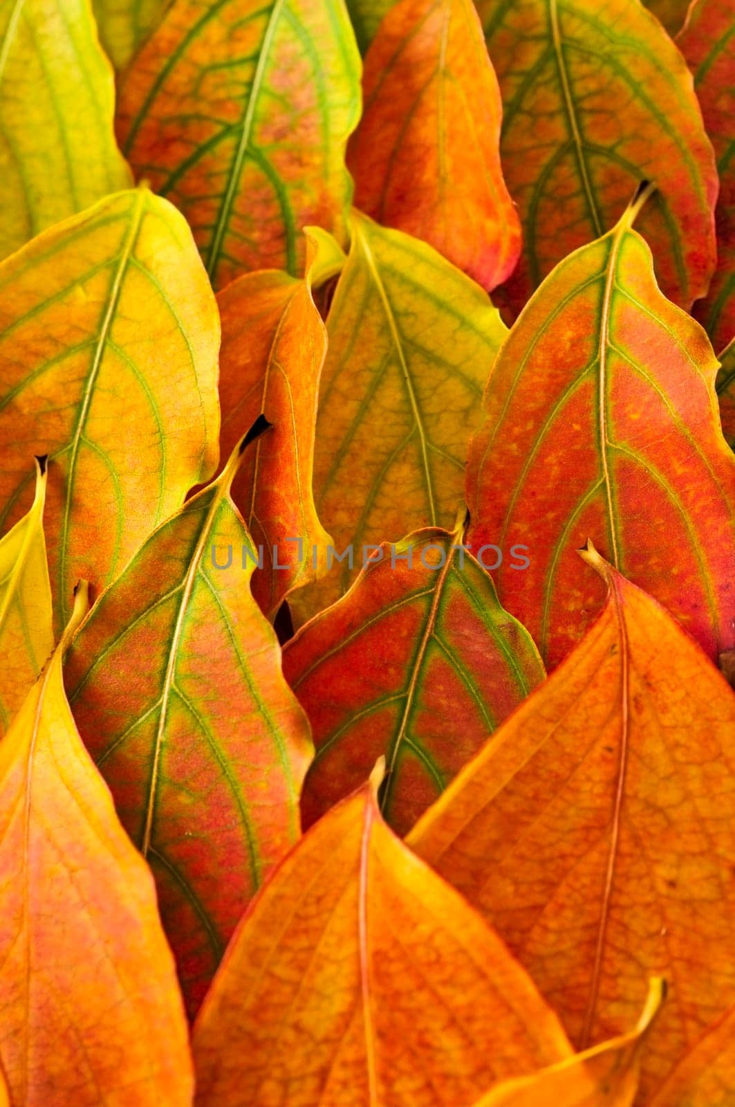 Autumn leaves background