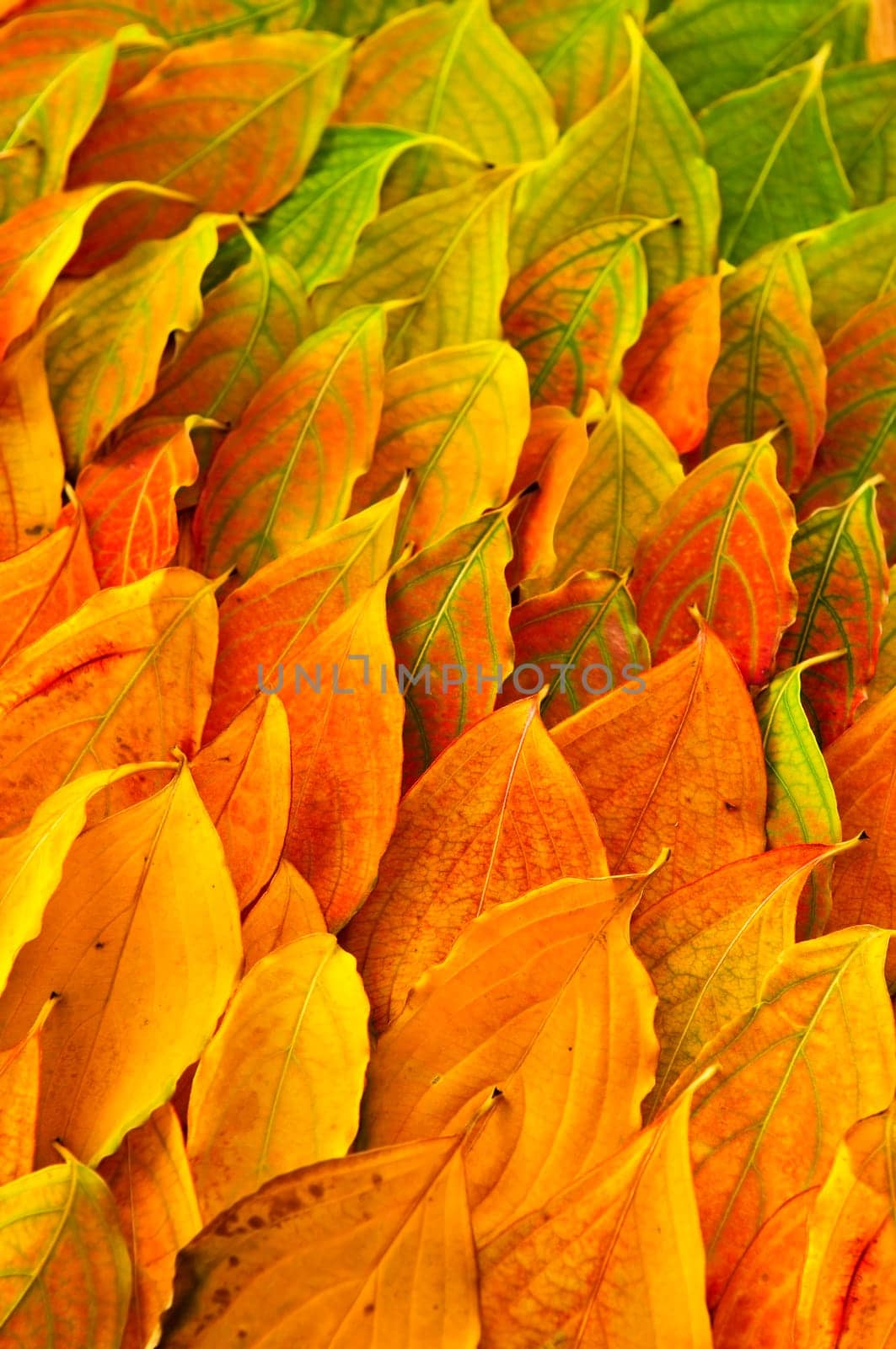 Autumn leaves background
