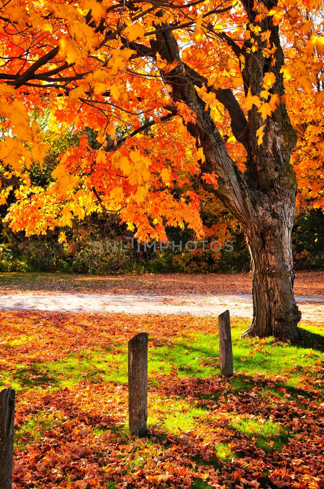 Autumn maple tree near road