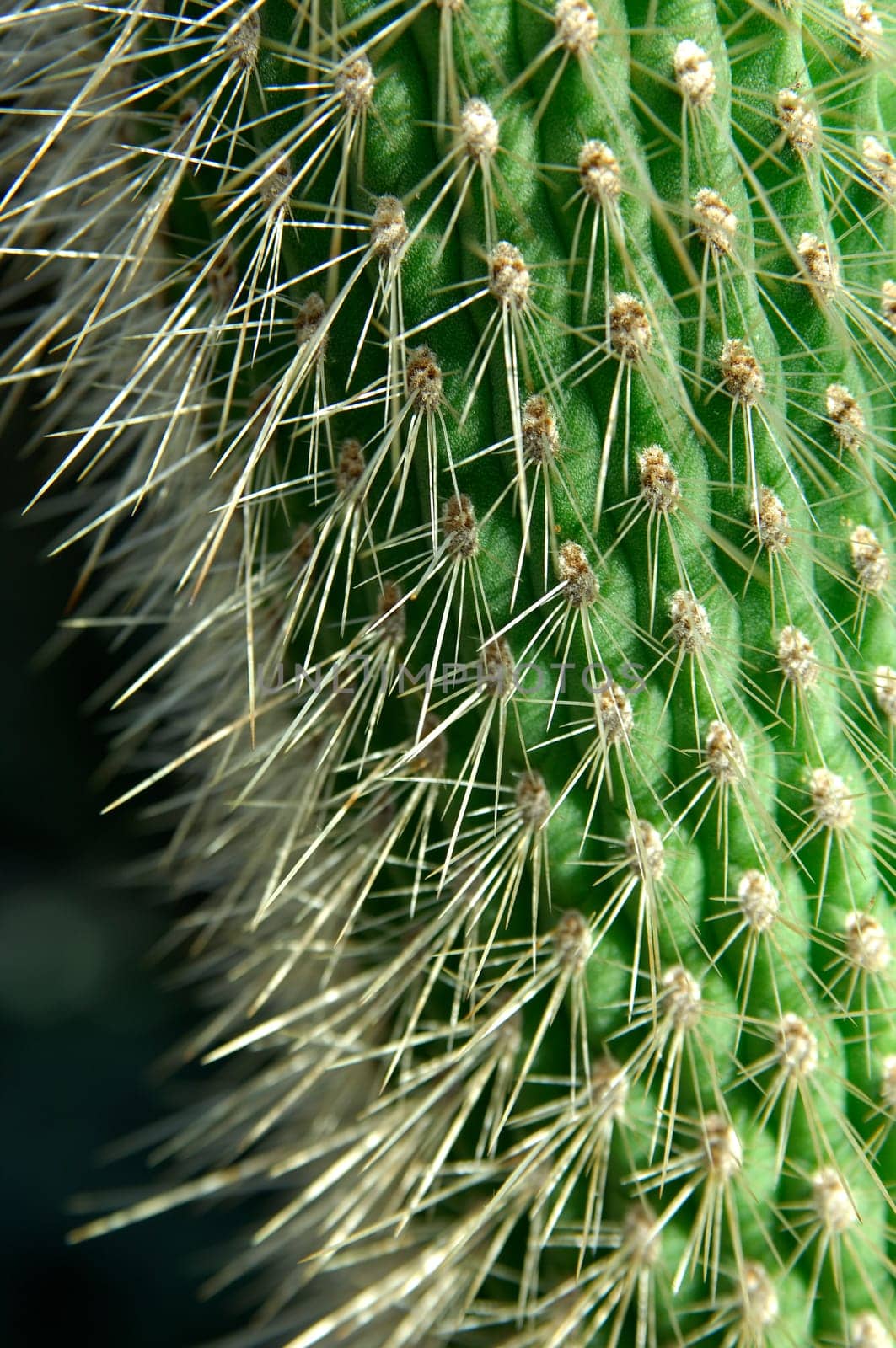 Dense spines on Cleistocactus,silver cohosh