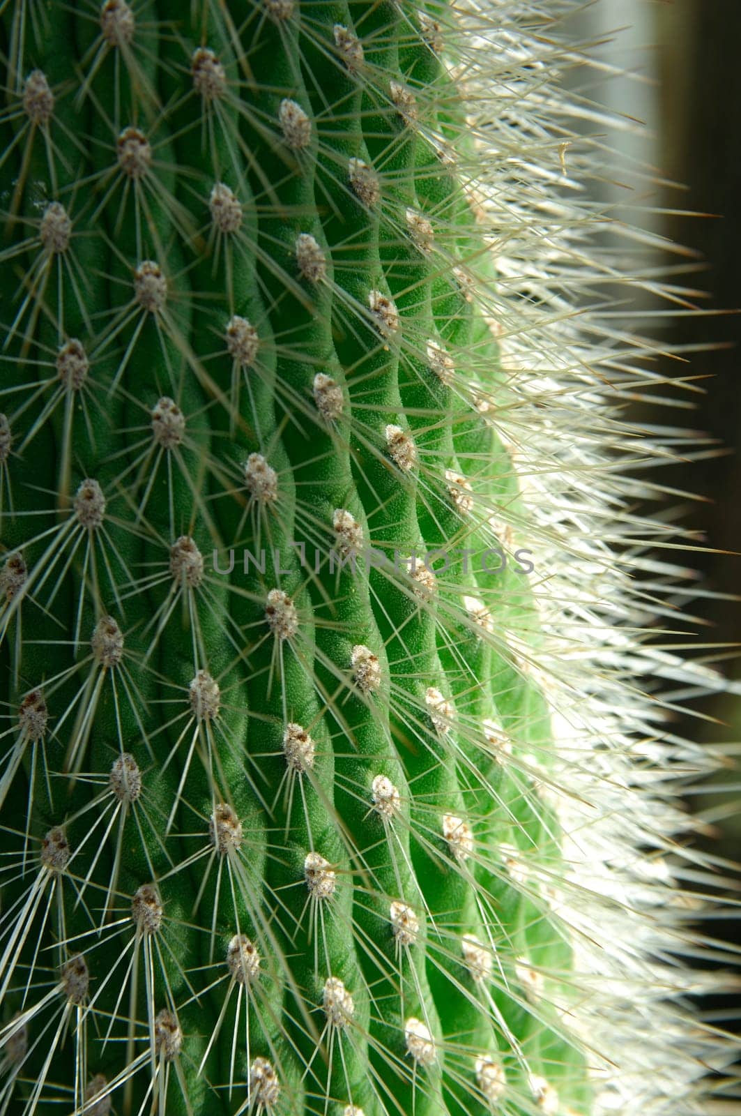 Dense spines on Cleistocactus,silver cohosh