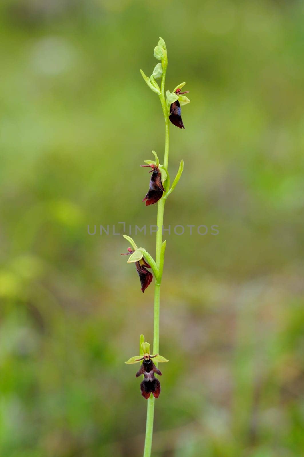 Fly orchid