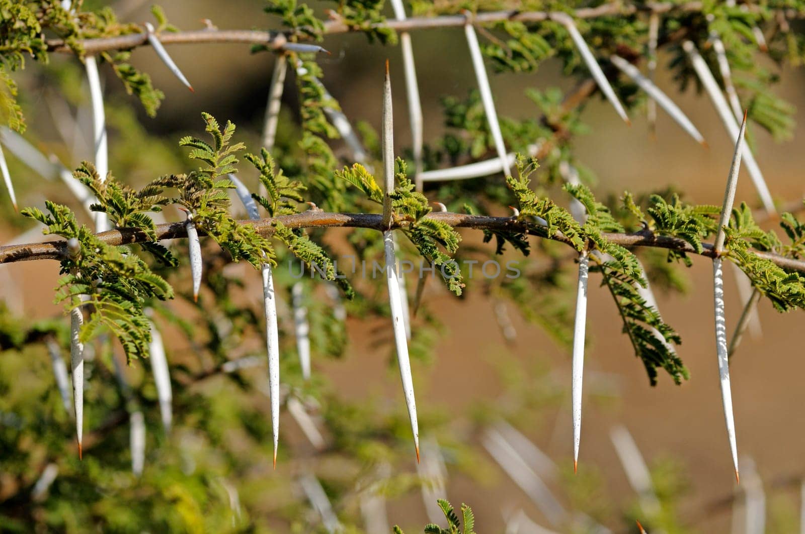 Thorns of a sweet thorn acacia,Africa