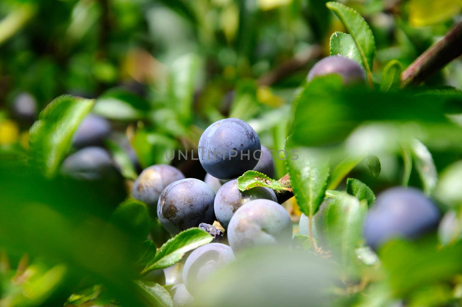 Blackthorn - Prunus spinosa
