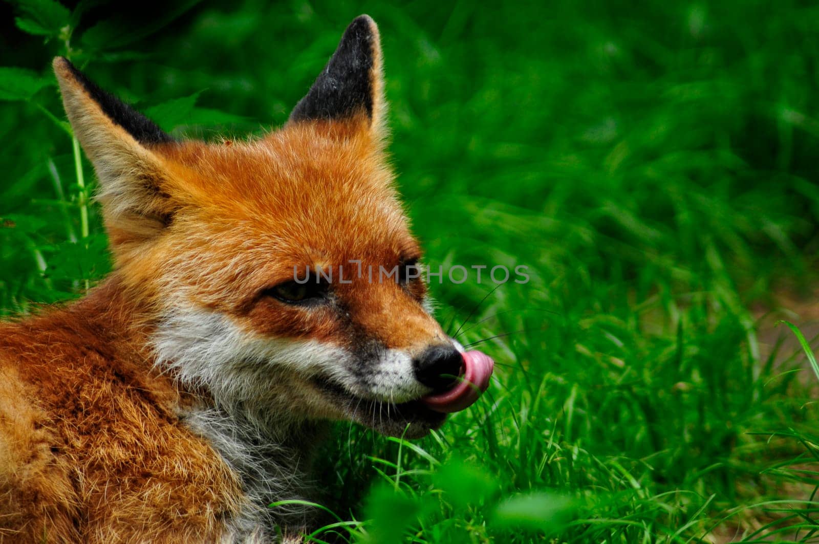 Fox
