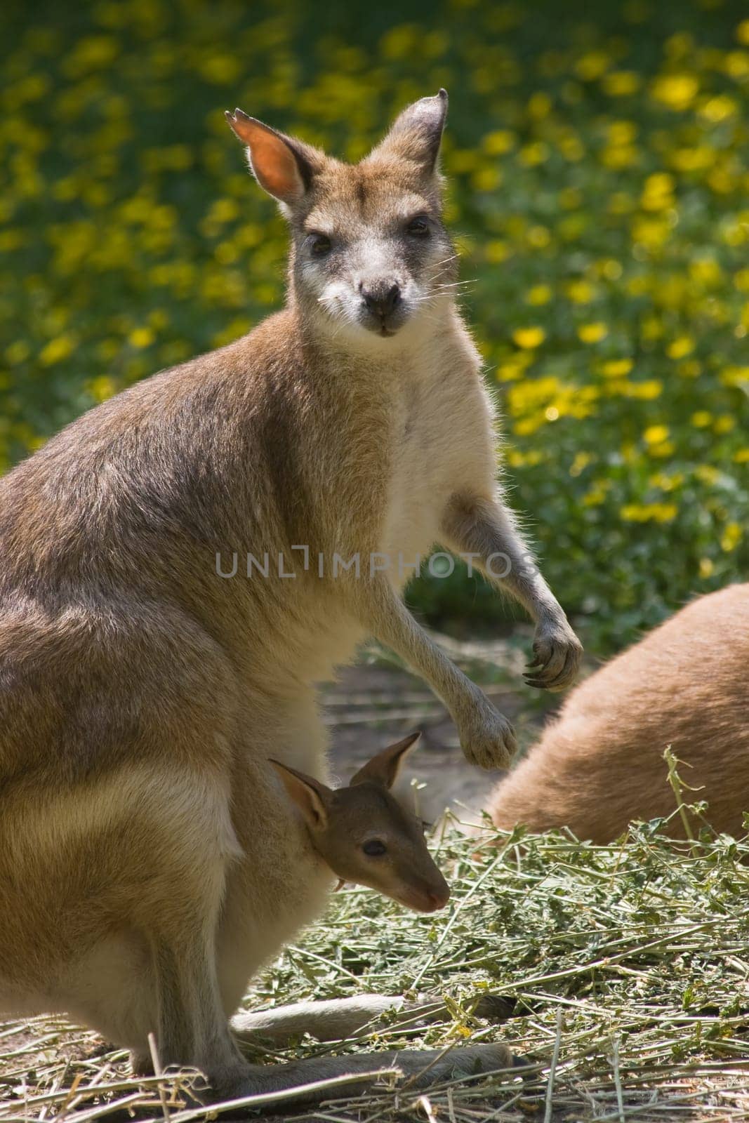 Female wallaby with joey in pouch-vertical