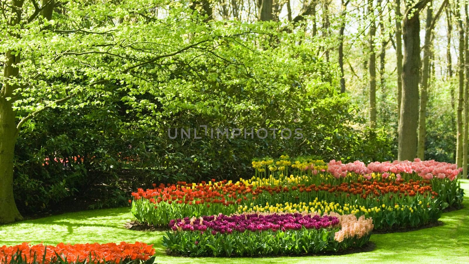 Trees and flowers in spring