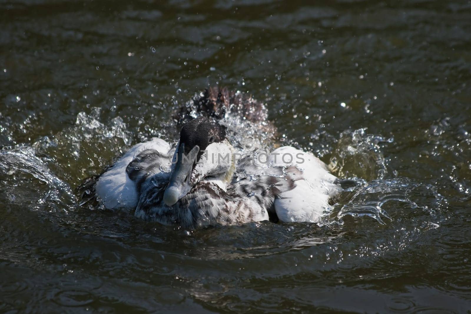 Common eider splashing around