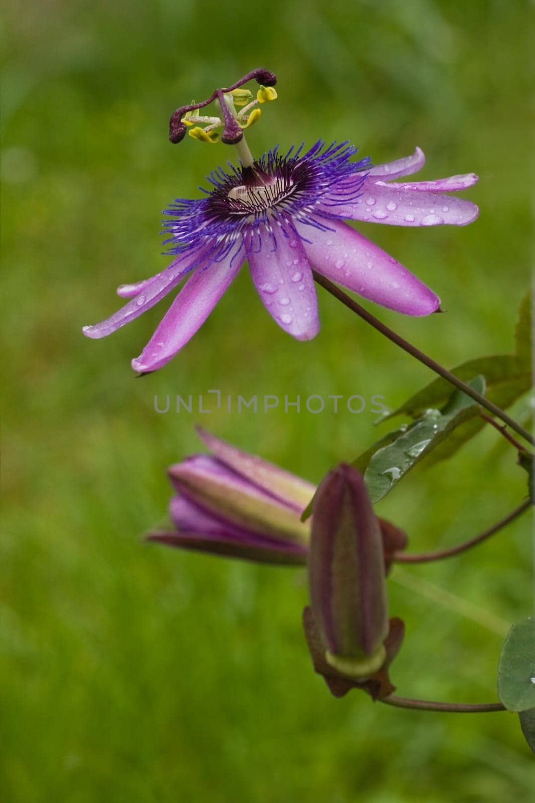 Passiflora Lavender Lady in the garden