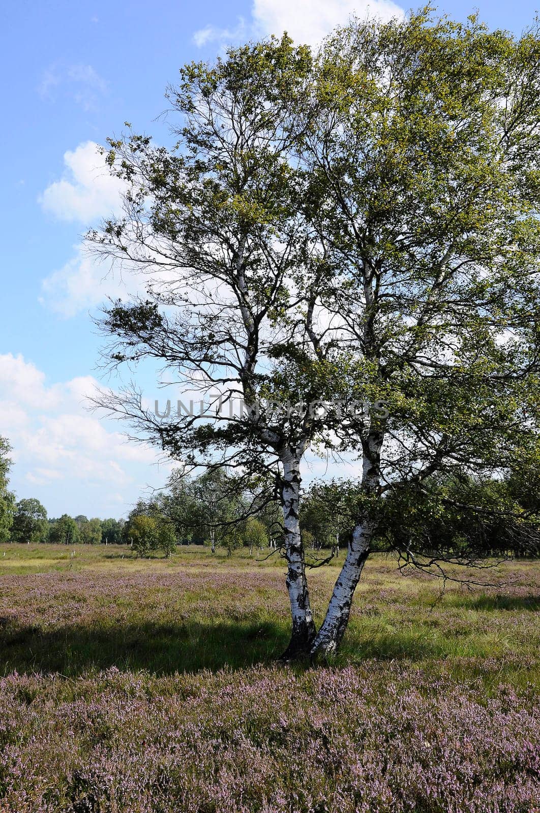 Birch with heather
