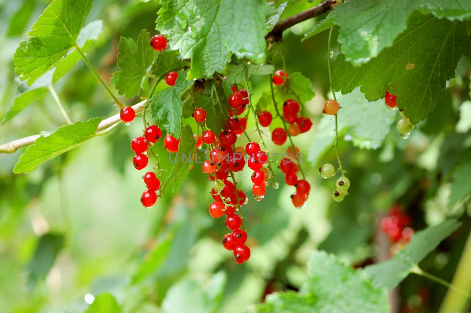 red ribes