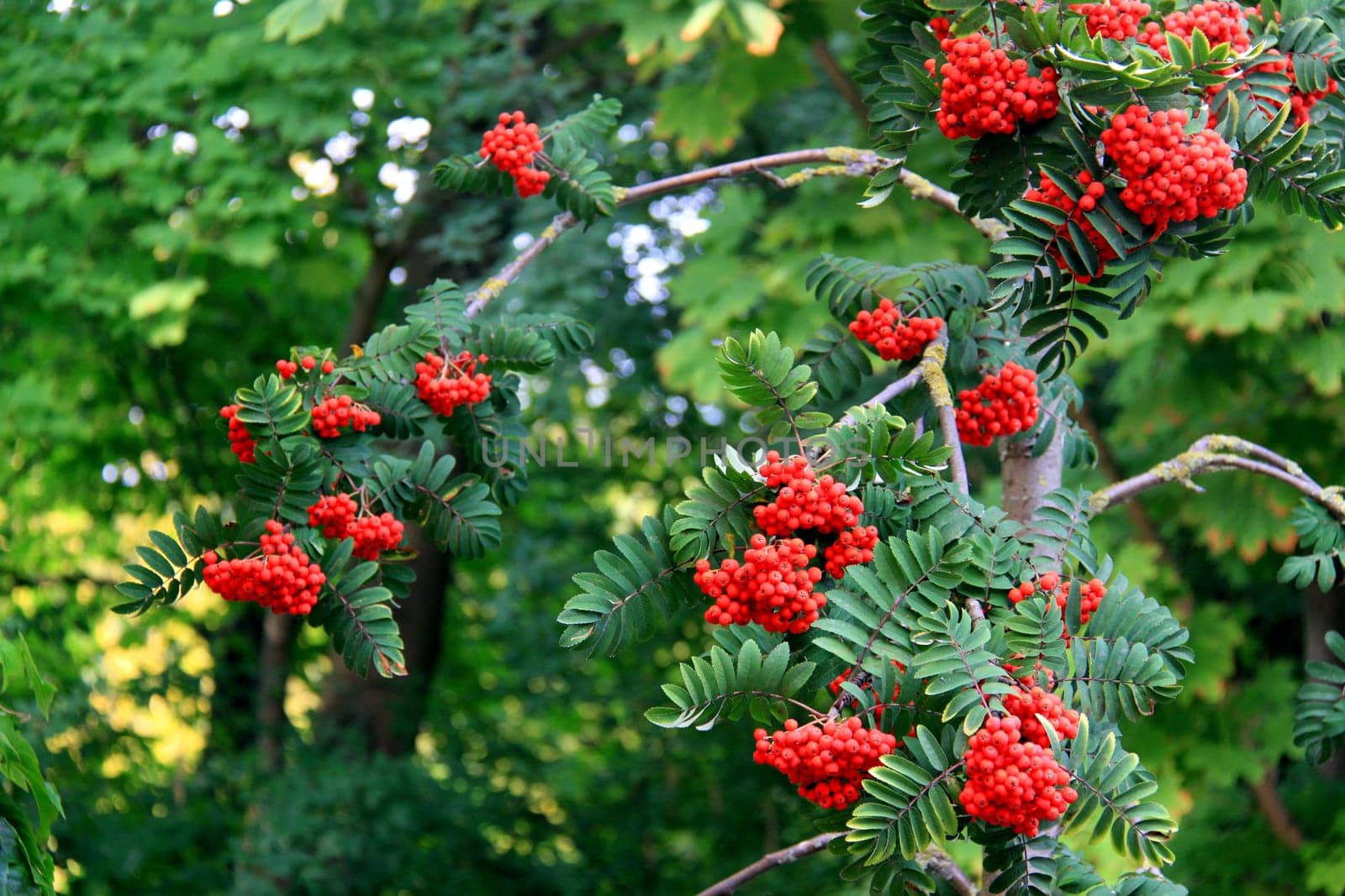 The name &amp #8222 Rowanberry&amp #8220 refers to the red-orange berry-like fruits that emerge in early autumn and are often eaten by birds. With the bird droppings,the seeds are spread. In the botanical sense,it is