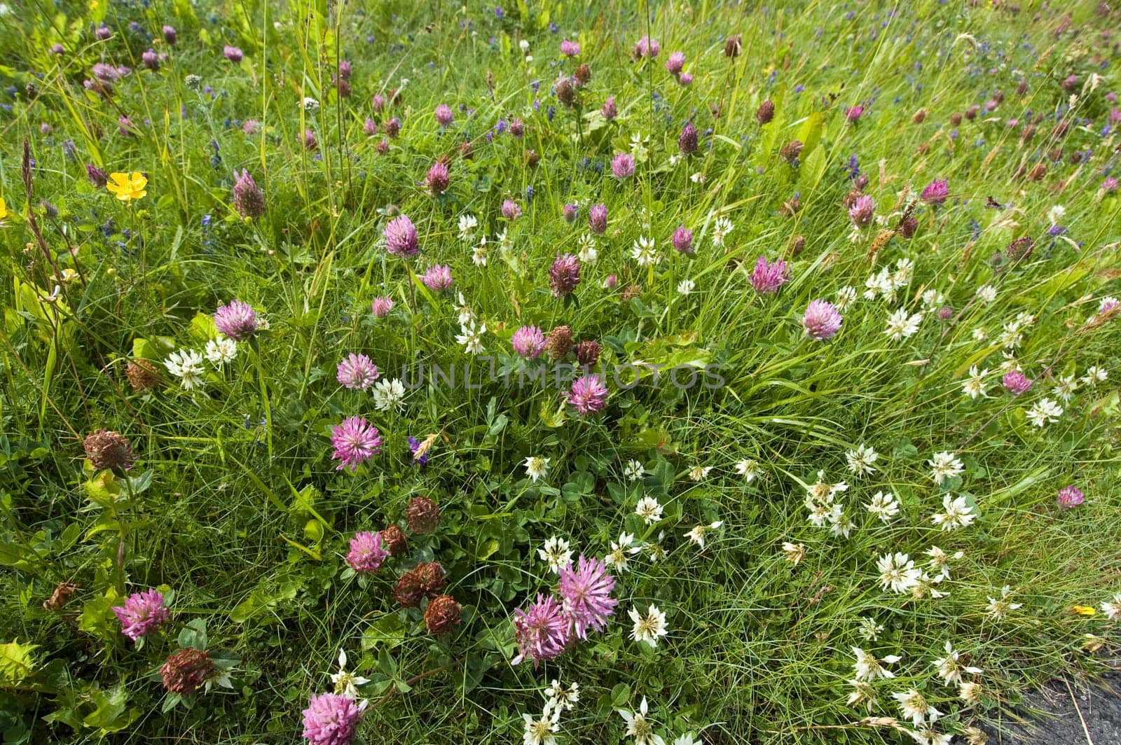 Colorful flower meadow in Norway