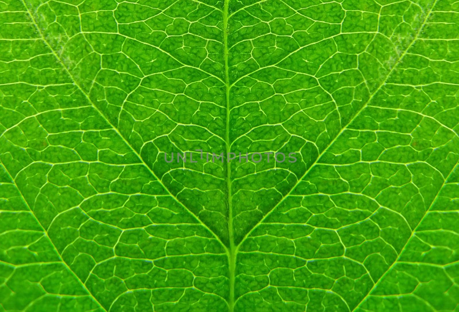 Green leaf