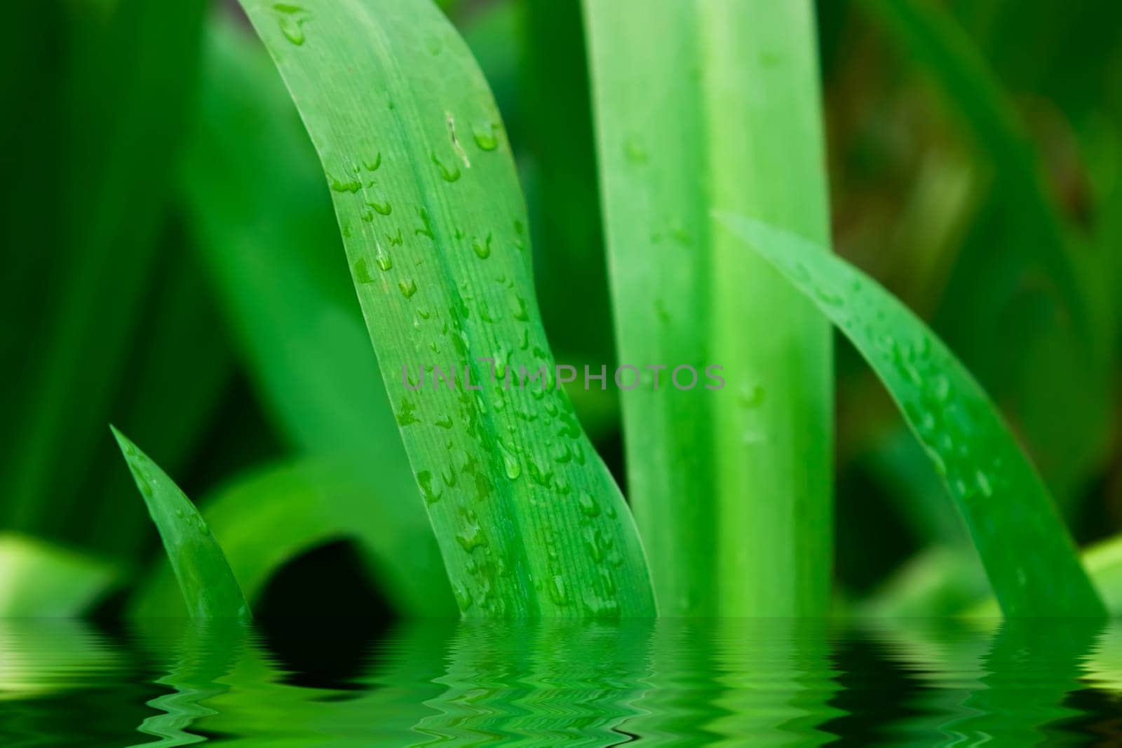 Green grass