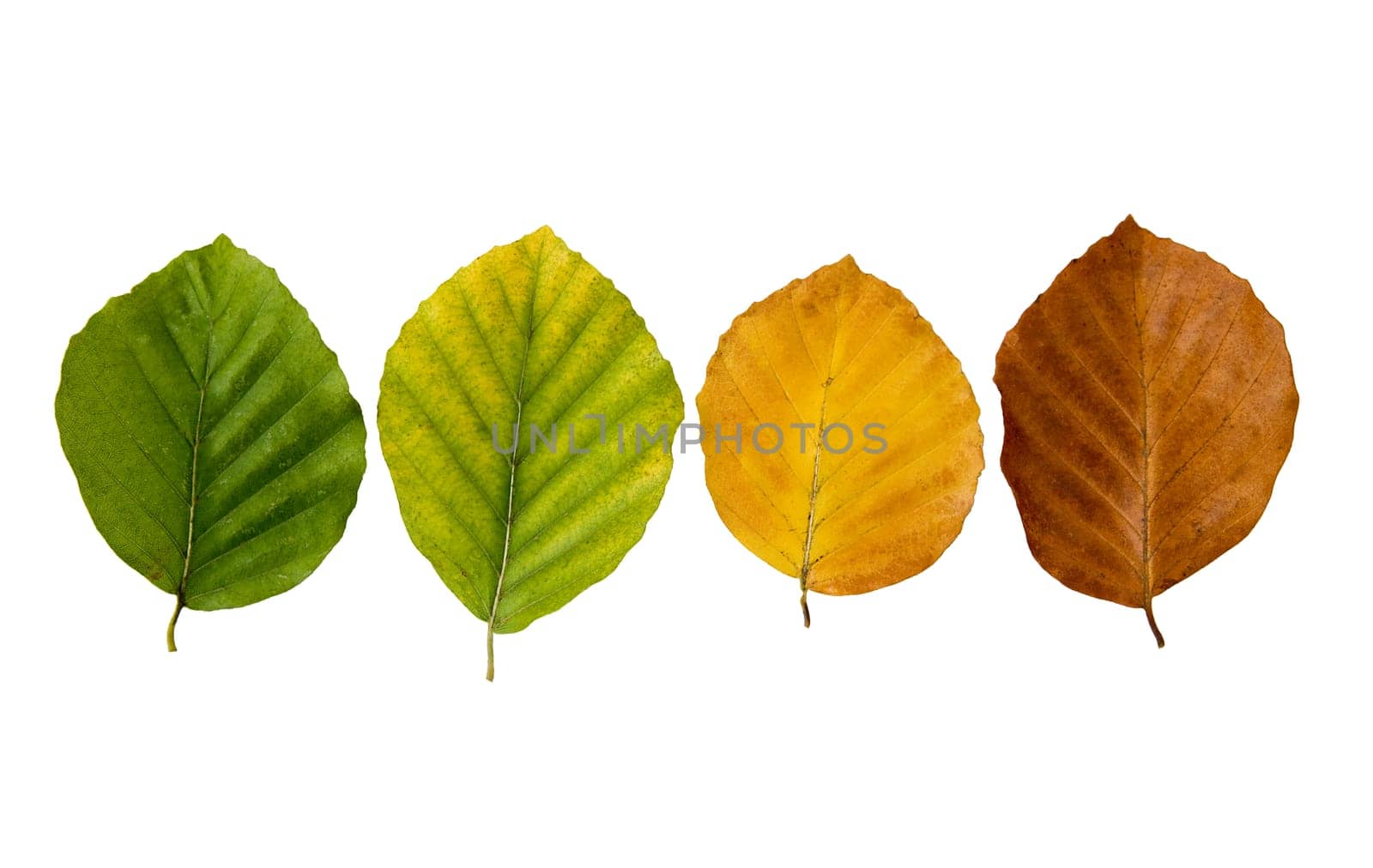 Autumn Coloring
