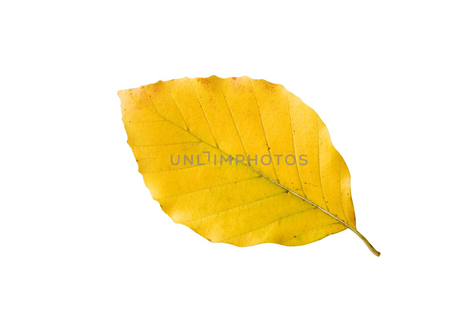 Beech Leaf