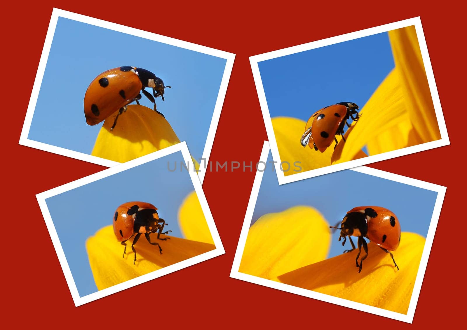Ladybug Collage