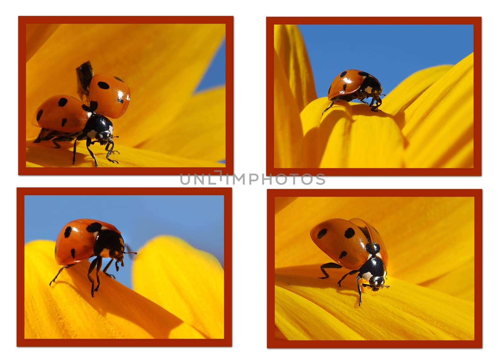 Ladybug Collage