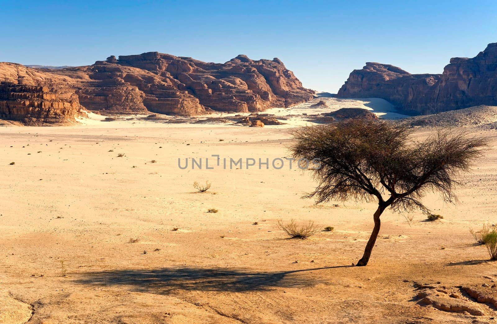 Acacia in Wadi Zaghra