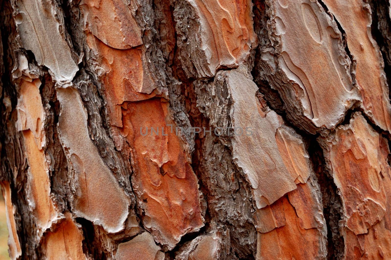 pine cortex