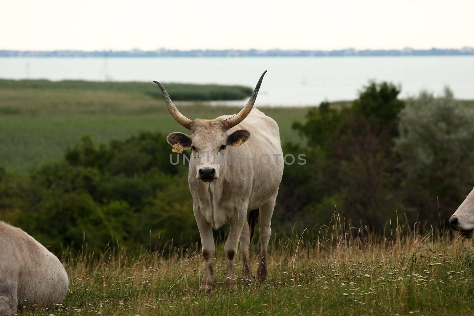 grey cattle
