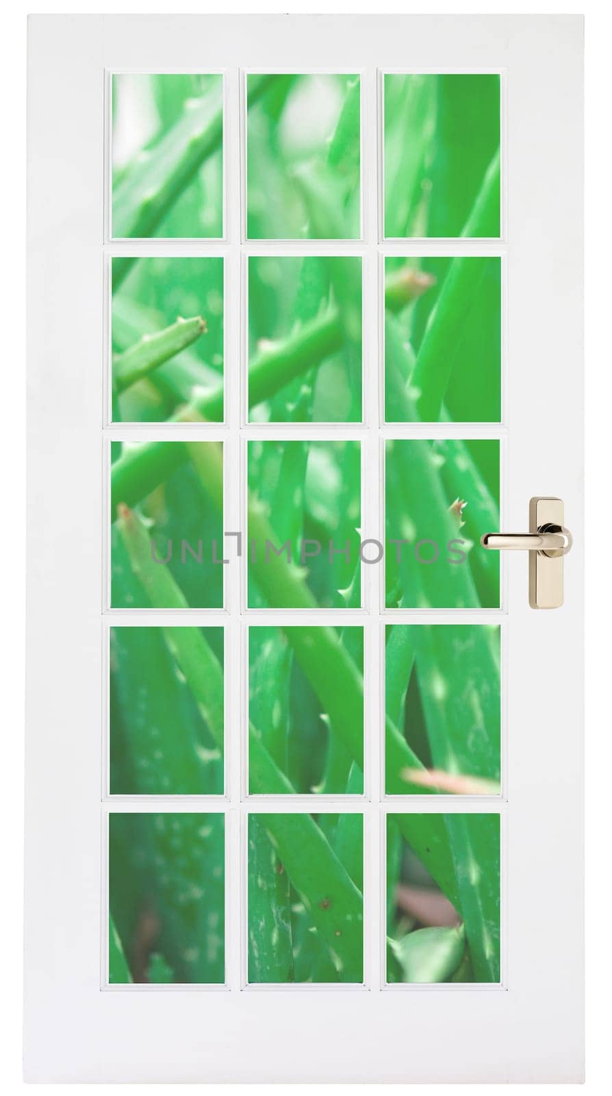 White door with aloe grass behind