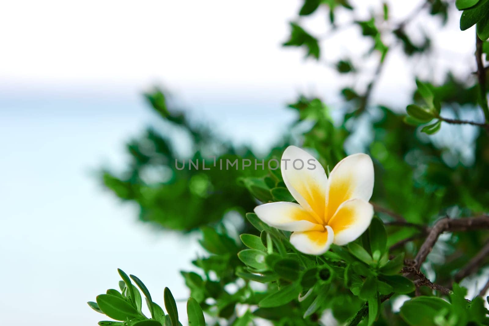 Flower on the beach