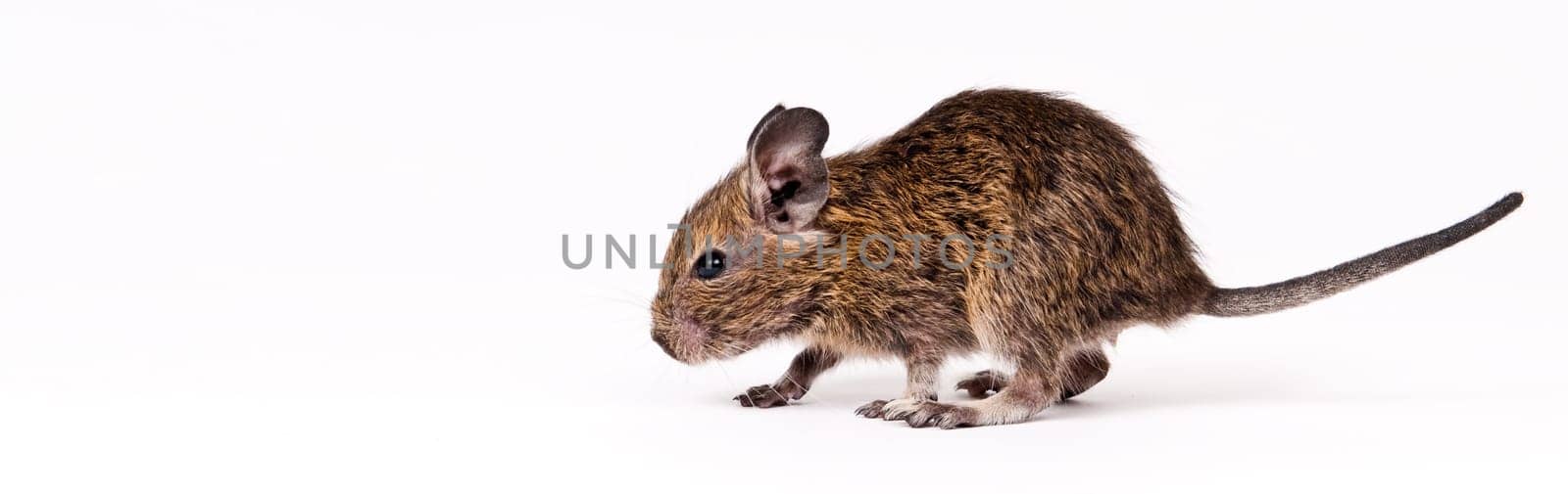 degu