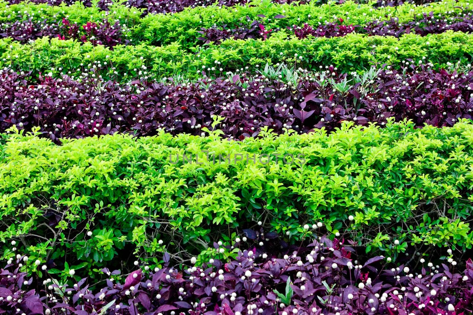 Green bushes